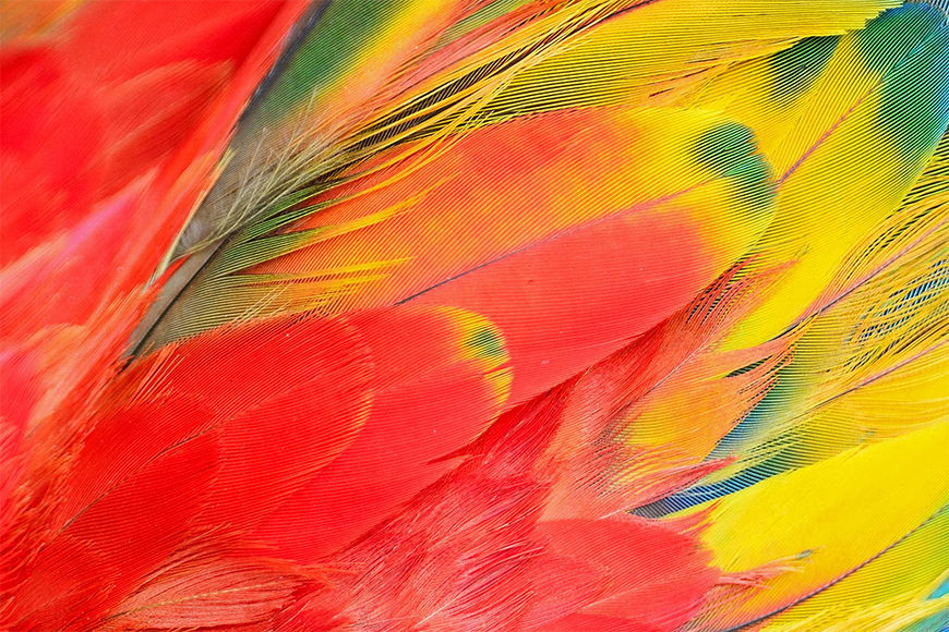 Photo wallpaper Parrot from 120x80cm