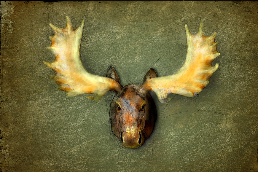Photo wallpaper The Elk