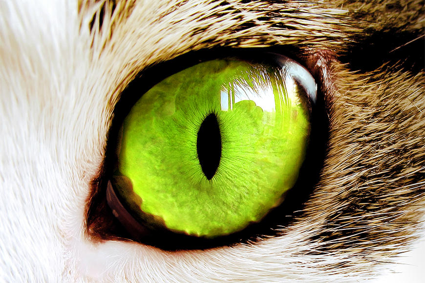 Wallpaper Cat Eye