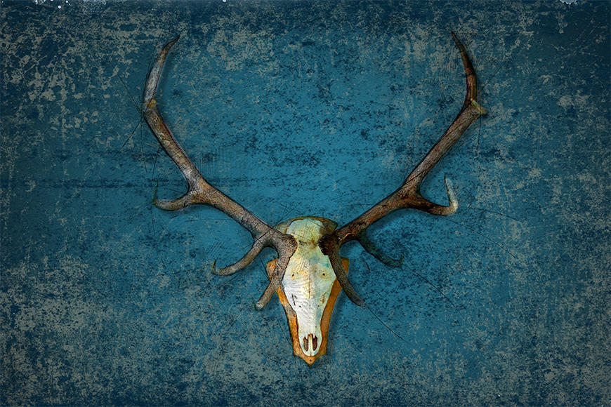 Wallpaper Deer Head